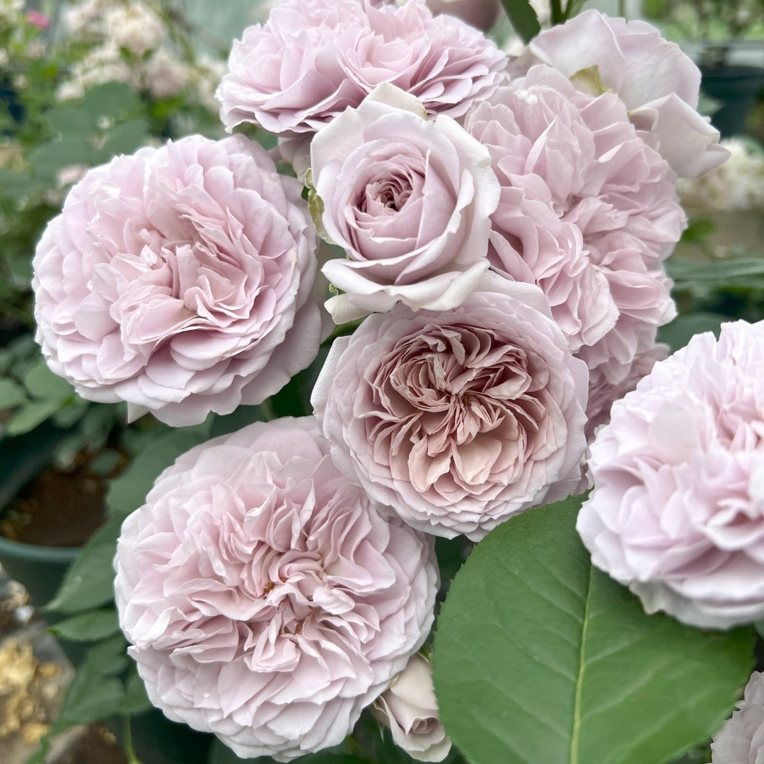 バラ苗 予約新苗 2026 ル ソワール Le soir 国産ノイバラ台木使用