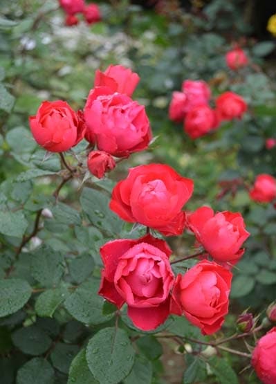 チェリー・ボニカ（大苗）7号鉢植え バラ苗 《農林水産省 登録品種