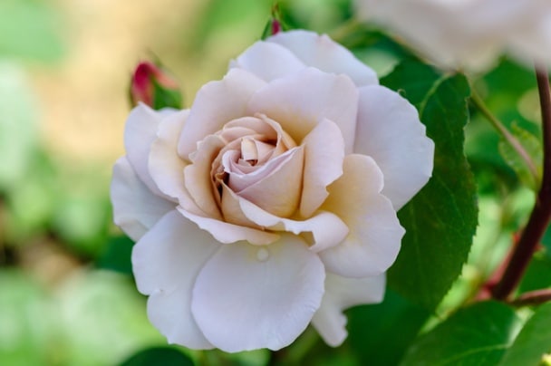 グレイパール（大苗）7号鉢植え バラ苗 四季咲き大輪系（ハイブリッド