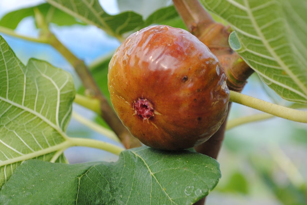 いちじくの苗木一覧 | 【モンベルジェ】果樹苗木・生果・農業資材の