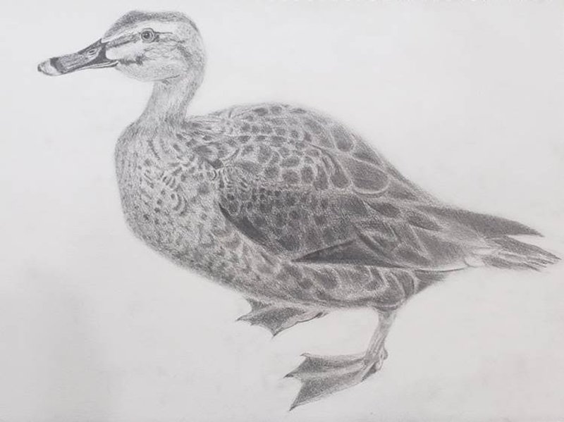 川人会員様の「鴨の剥製」 ｜ 東京新宿のメッツ絵画教室｜予約制・個別