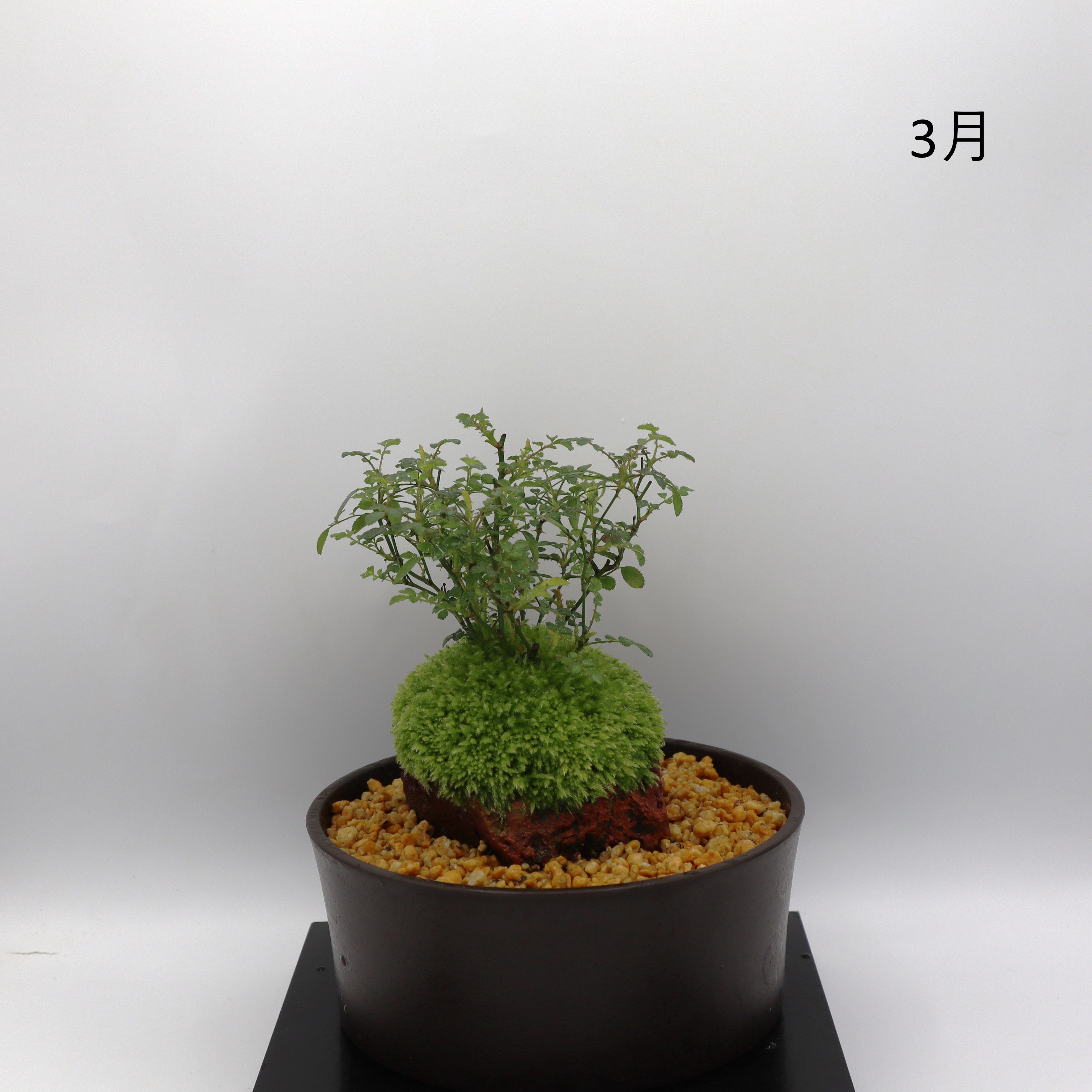 雪姫-浅鉢・溶岩(黒) – ミニばら盆栽学園