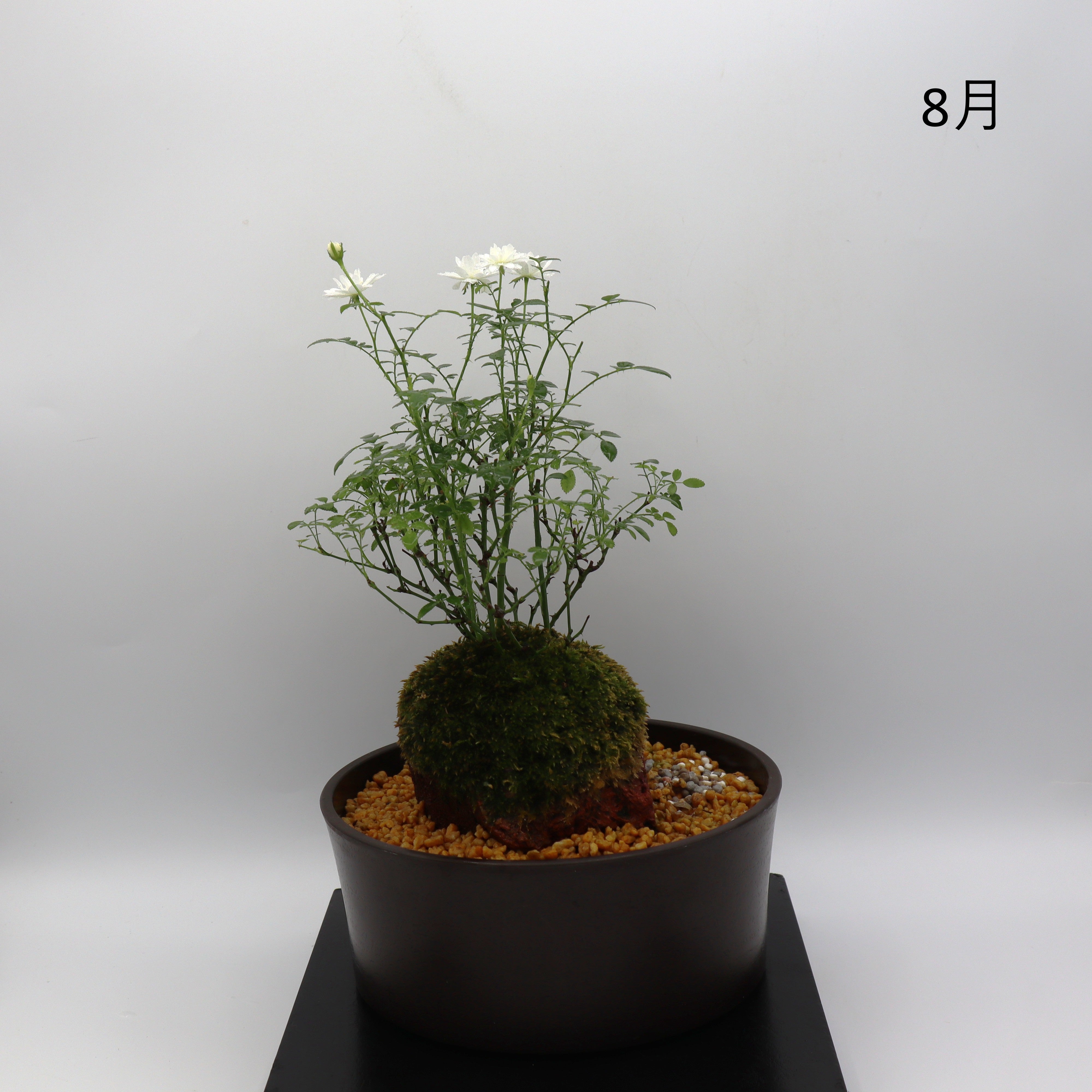 雪姫-浅鉢・溶岩(黒) – ミニばら盆栽学園