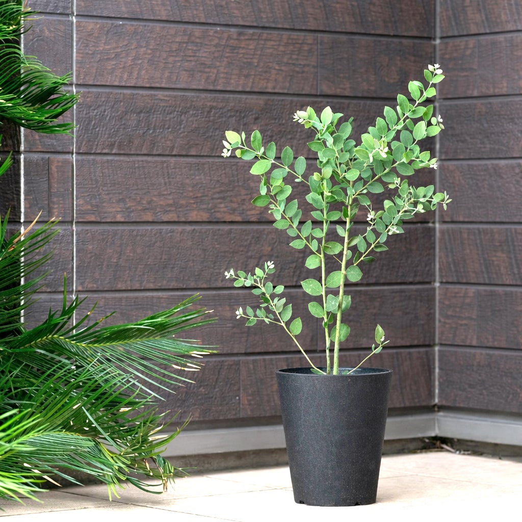 パールアカシア（真珠葉）の鉢植え・育て方付き｜e-花屋さん