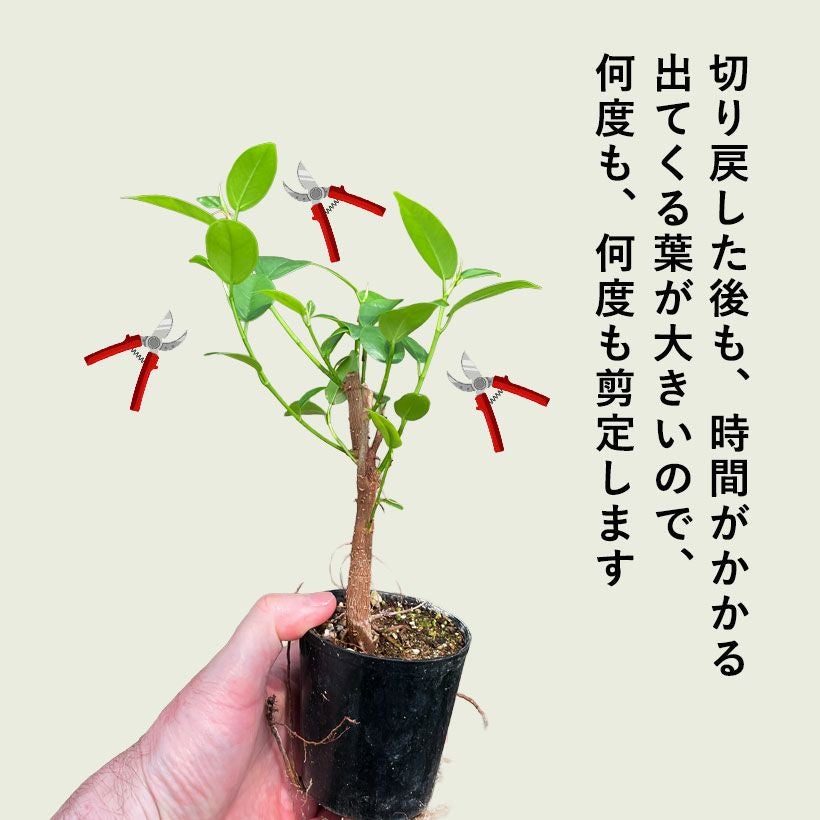 種から育てたガジュマル｜人気の実生タイプ！2年以上かけてます！