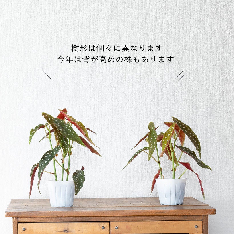 ベゴニア「マクラータ」水玉（ドット）柄人気種3本挿しポット苗