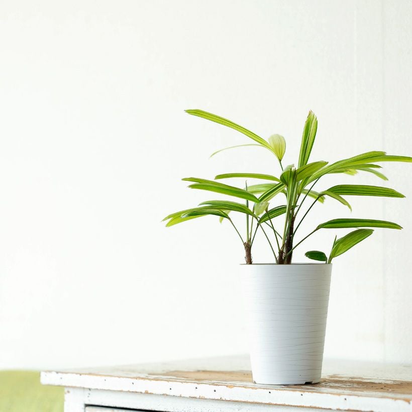 観音竹アヤニシキ（綾錦）斑入りで美しい観葉植物[公式] e-花屋さん