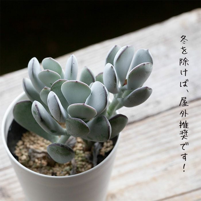 多肉植物 コチレドン・福ムスメ（オルビクラタ オーフィラ） | [公式]e