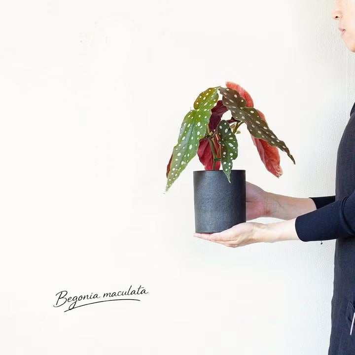ベゴニア・マクラータ育て方付き（観葉植物）販売：売切れ時は予約