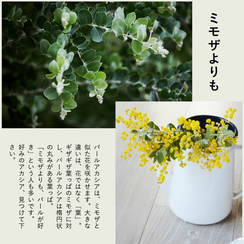 パールアカシア（真珠葉）の鉢植え・育て方付き｜e-花屋さん