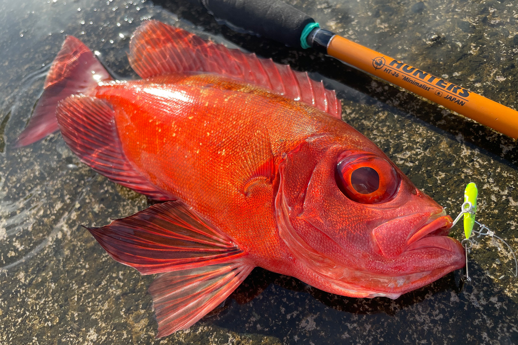 HUNTERS HT-26（第一世代） - Monster Kiss モンスターキス