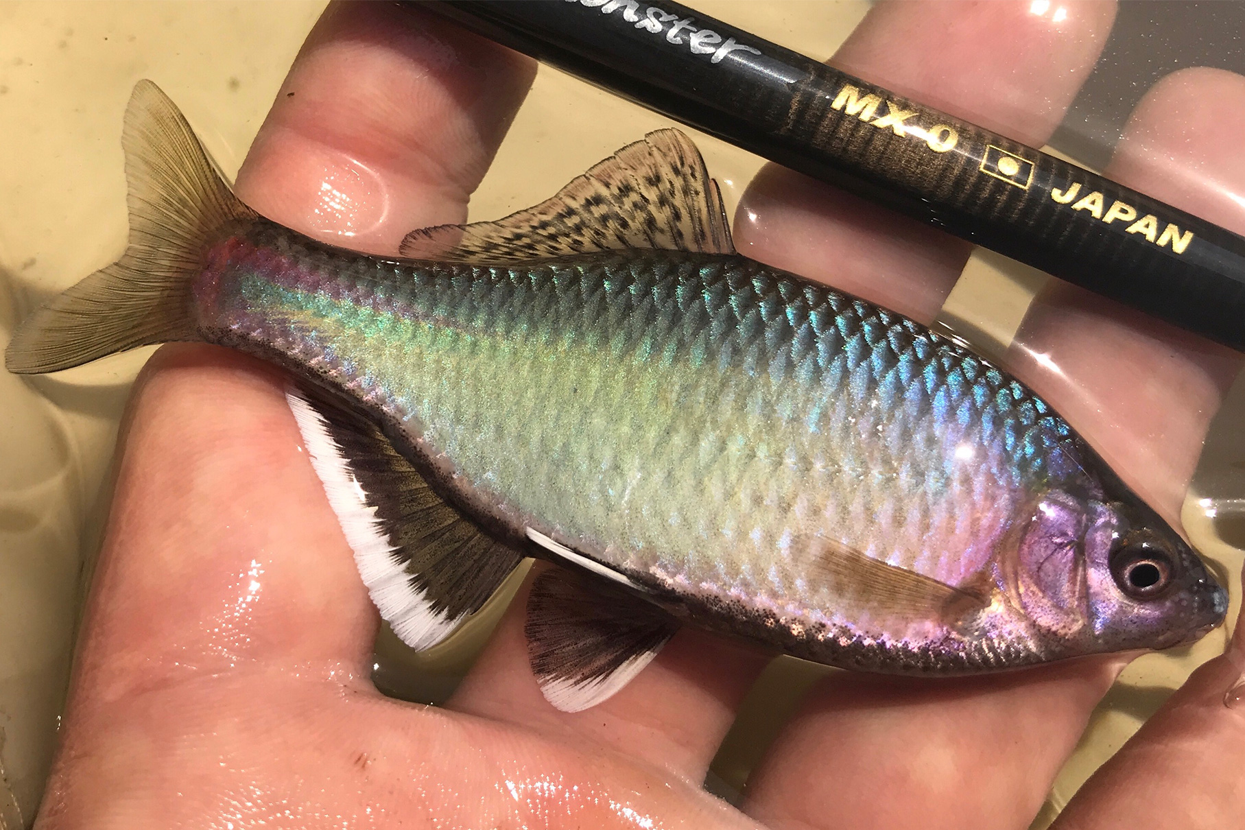 Dear Monster MX-0 - Monster Kiss モンスターキス