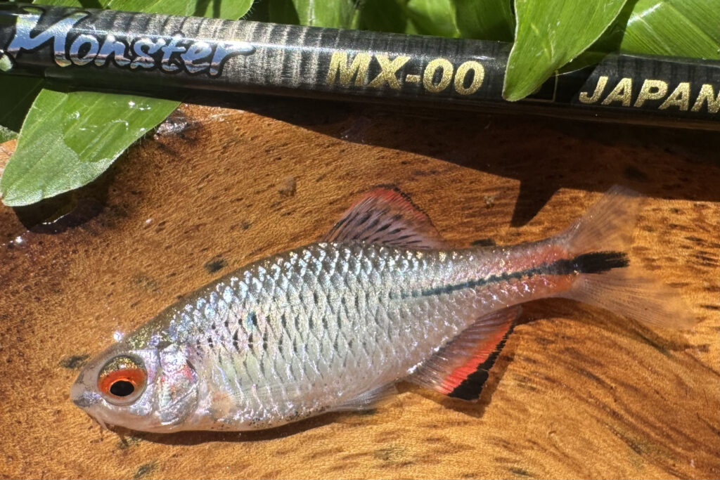 Dear Monster MX-00 - Monster Kiss モンスターキス