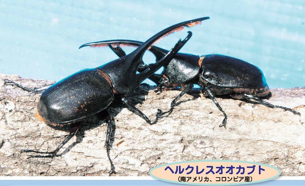 ヘルクレスオオカブト（067号表紙） - 徳島県立博物館