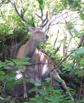 エゾシカ（蝦夷鹿）