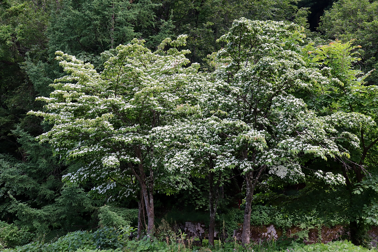 ヤマボウシ | 山川草木図譜 | 野山の植物, 街での植物, 園芸植物, 樹木