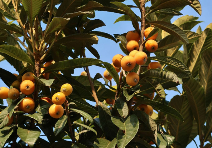 古くからの言い伝え「ビワの木は縁起が悪い」は本当？ – ニッポン放送