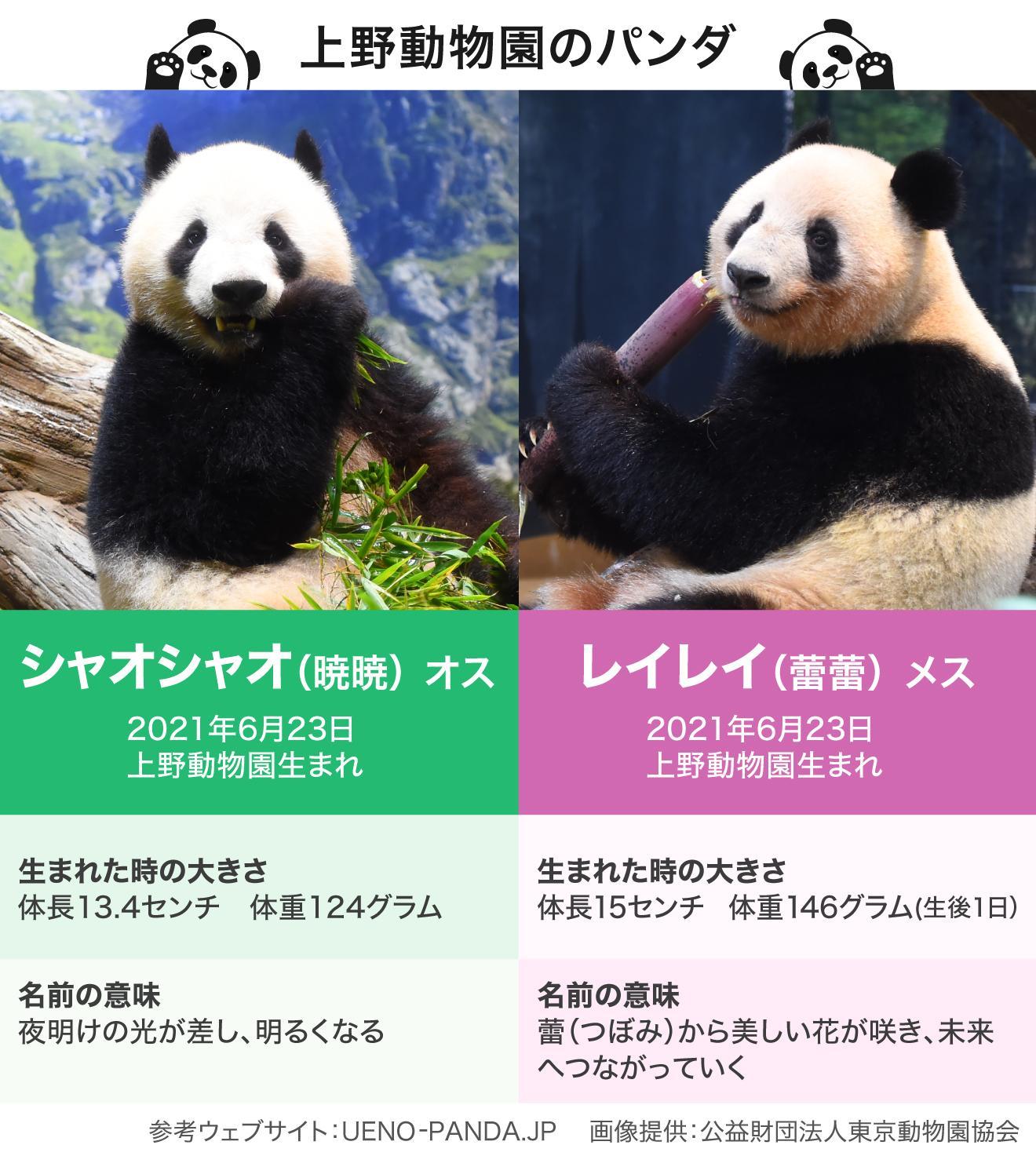 図解】上野動物園のパンダのプロフィール（Yahoo!ニュース オリジナル