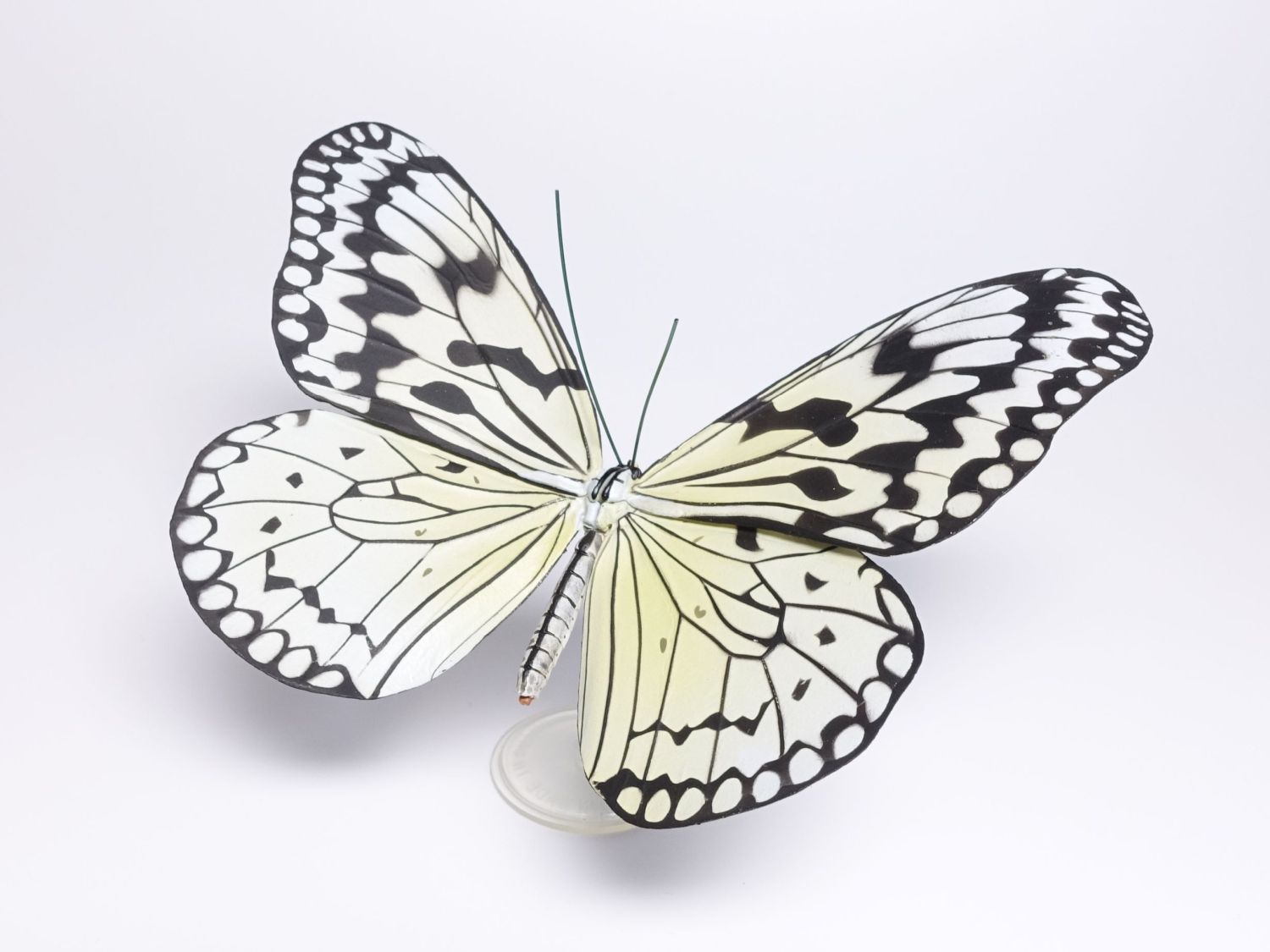 原色日本昆虫図鑑4