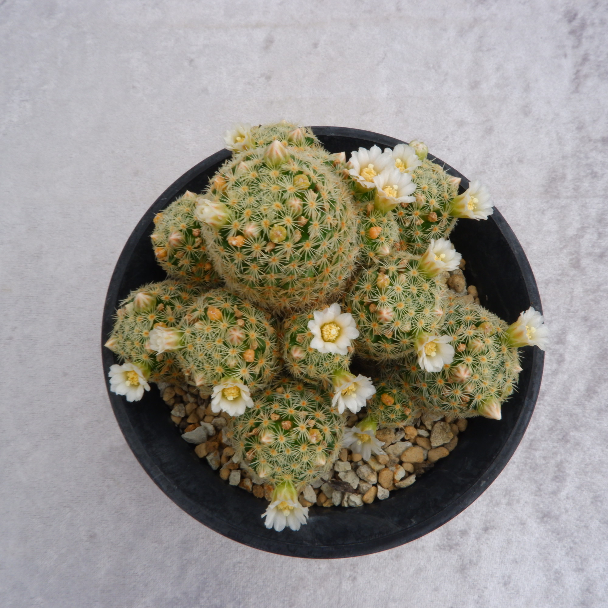 商品詳細 - 信州西沢サボテン園