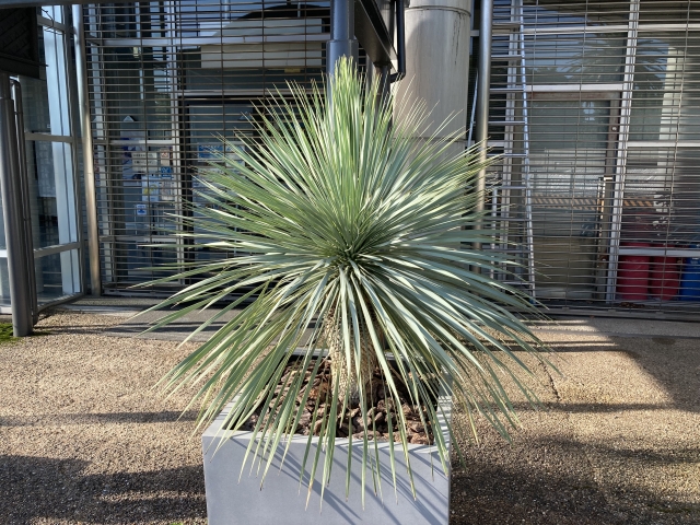 ドライガーデンのシンボルツリーにおすすめ！ユッカの魅力を徹底解析