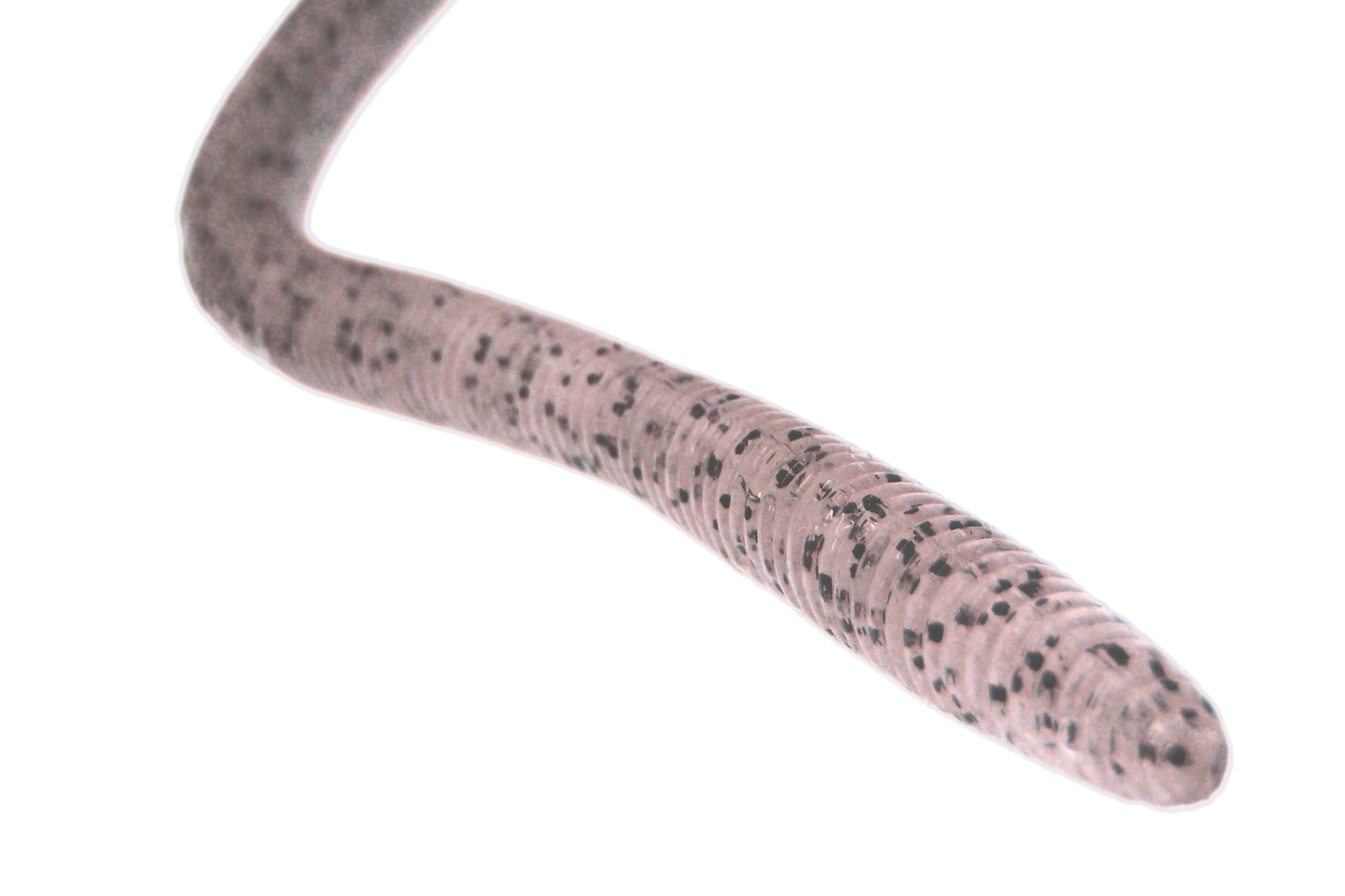 5-1/4″ LATTERIE | BASS | NORIES