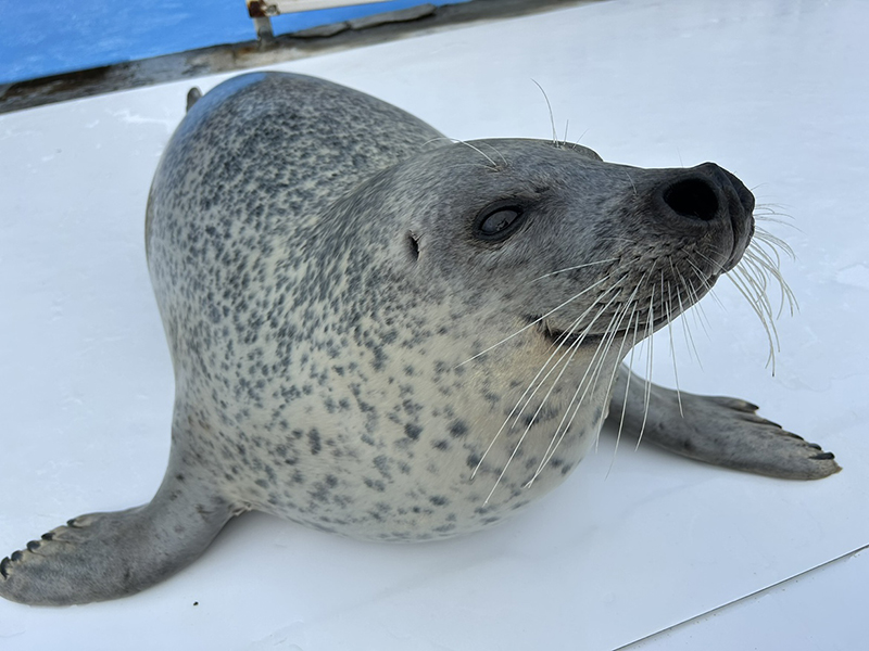 アザラシシーパラダイス お知らせ一覧｜紋別市 オホーツク・ガリンコ
