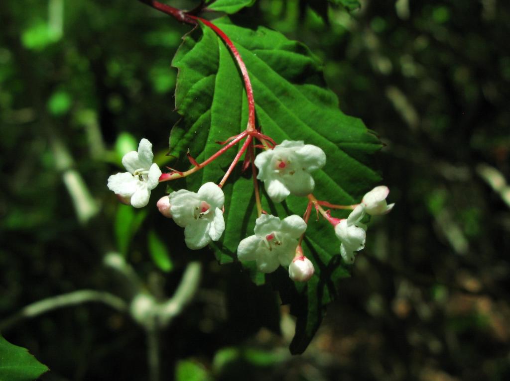 奥多摩植物目録