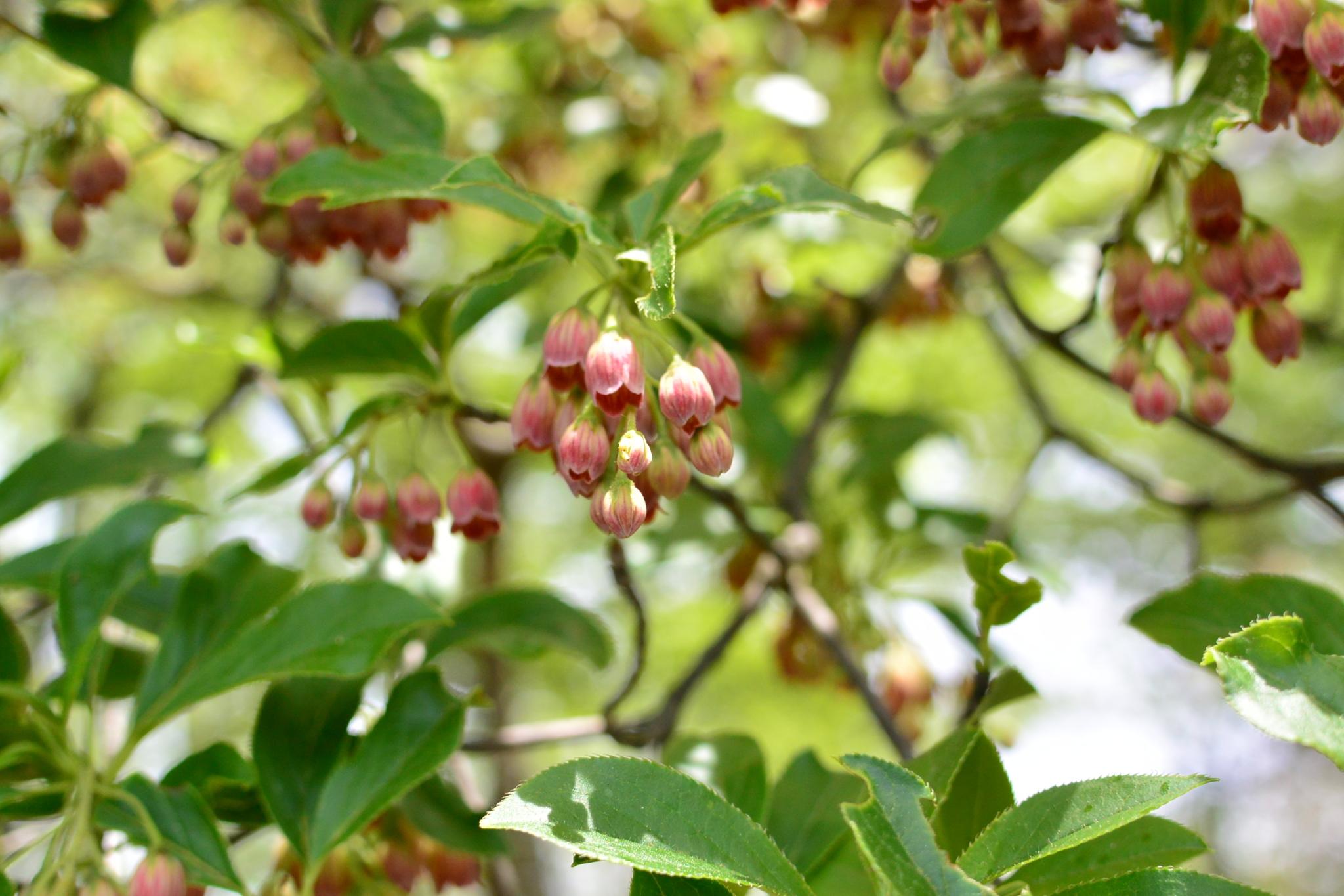 奥多摩植物目録