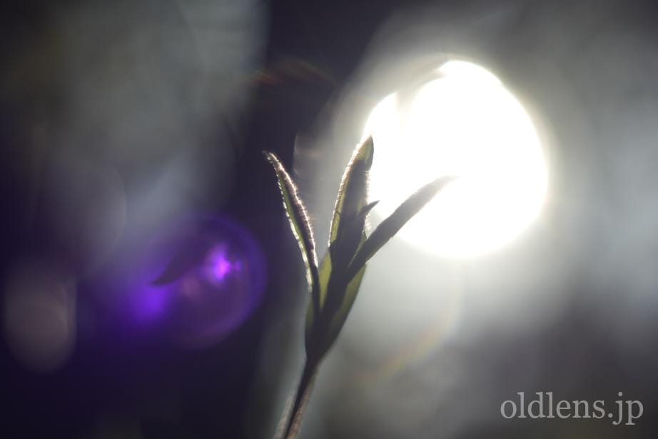 Pentacon auto 50mm f1.8Multi Coating 前期型M42のReview作例 バブルボケ