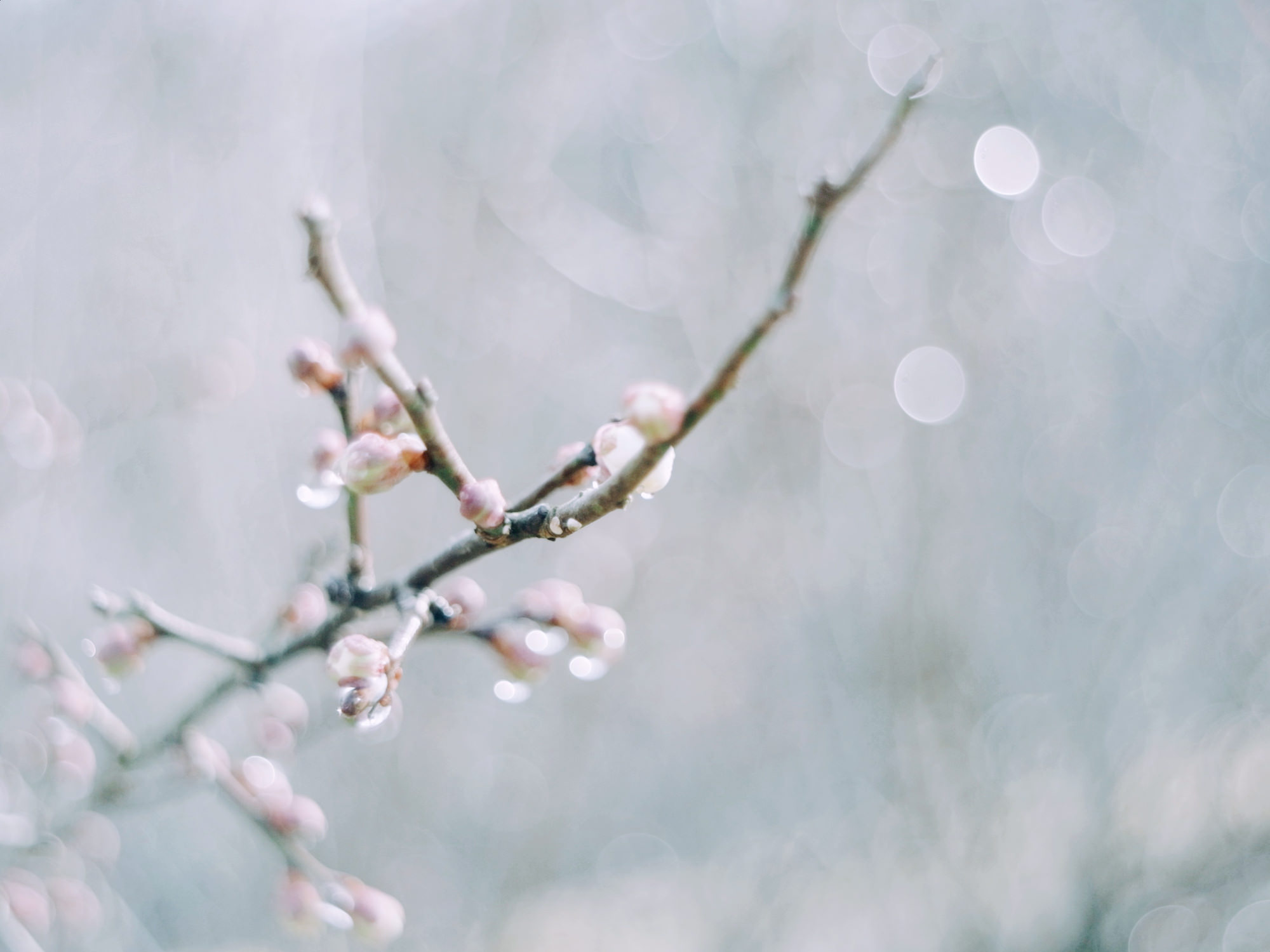 Pentacon（ペンタコン）electric Multi Coating 29mm/F2.8｜オールド