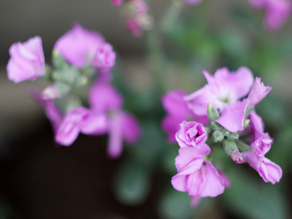 Zenit（ゼニット）MC Zenitar-M2s（ゼニター）50mm/F2｜オールドレンズ