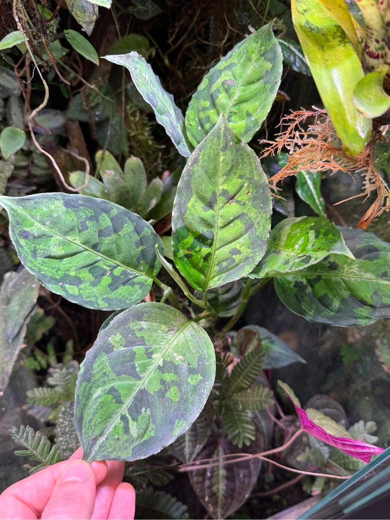 Aglaonema pictum 'Tricolor' - OrangeFrog.store