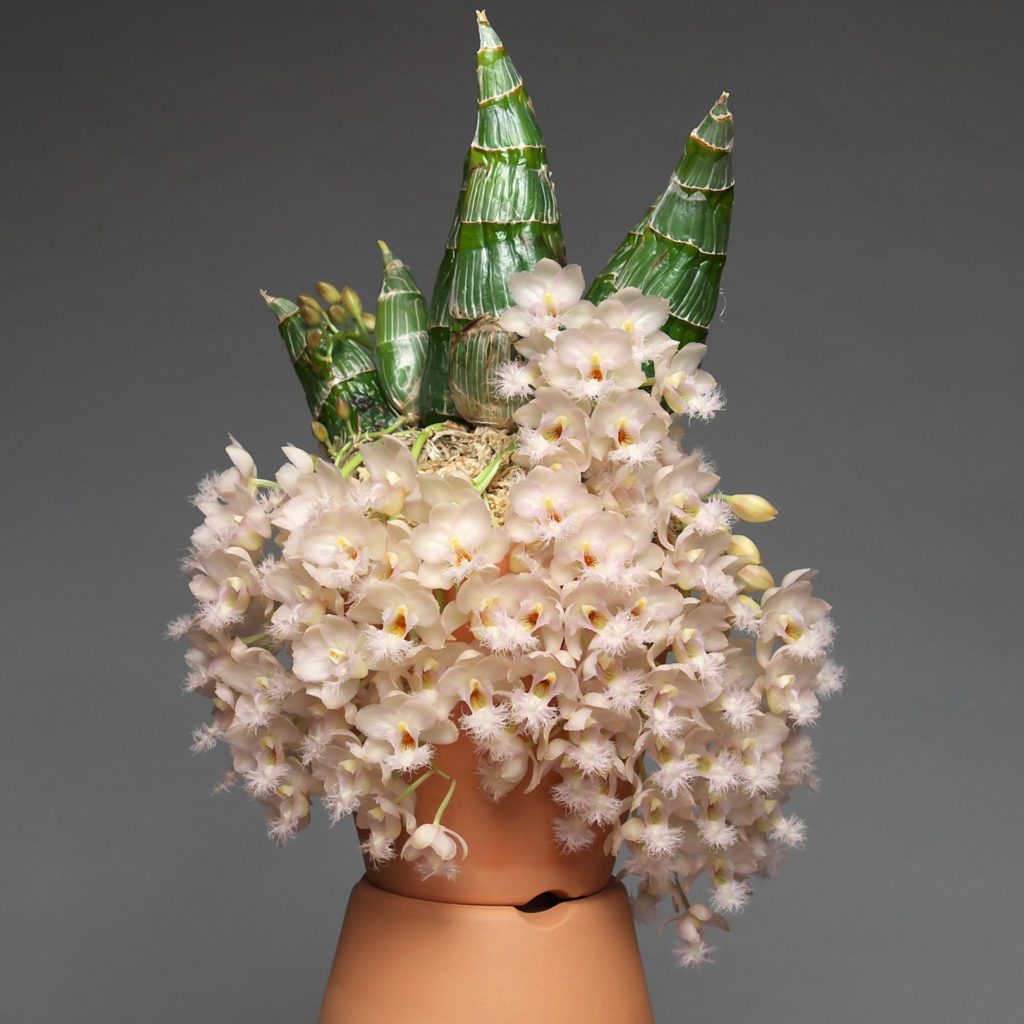 特徴的なバルブと花で話題の “タケノコ系” を学ぶ育てる -その1- | ORC