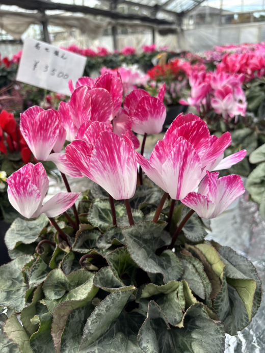 NEW 銀河6寸｜シクラメン栽培の大内園芸