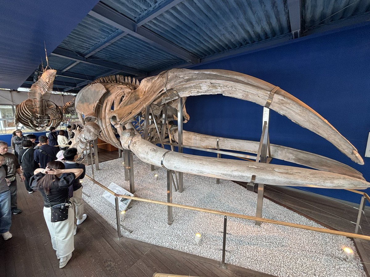 福山◀️P13希少品の海の中大きいの貝彫刻置物 福山様専用◀️P13希少