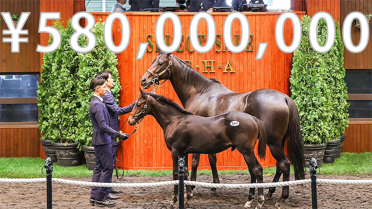 セレクトセール2025 最高額🎥】 当歳セッション No.344 ミッドナイト