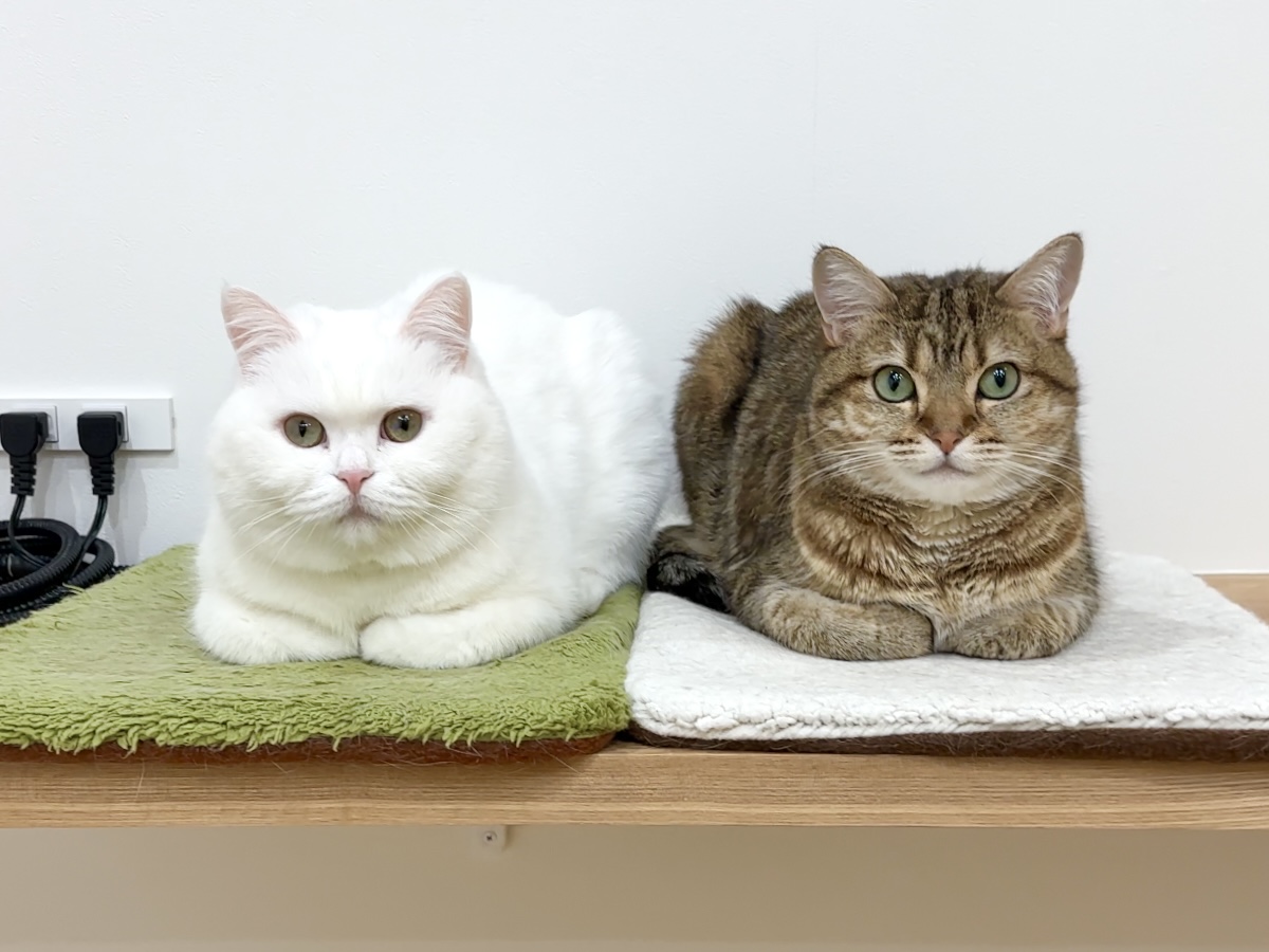 ポムさんとしまちゃん (@pomusan_cat) / Posts / X