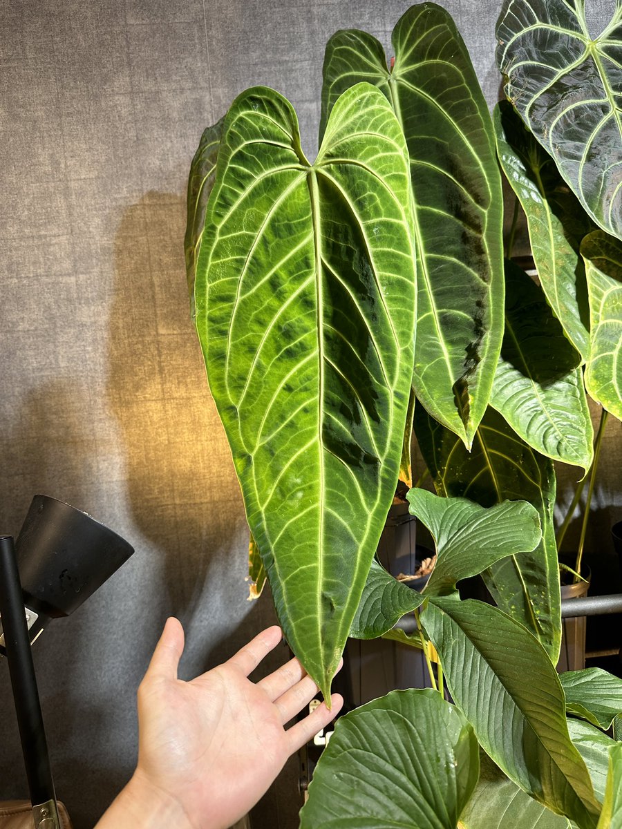 ③ルクスリアンス Anthurium luxurians 葉がボコボコな特徴の