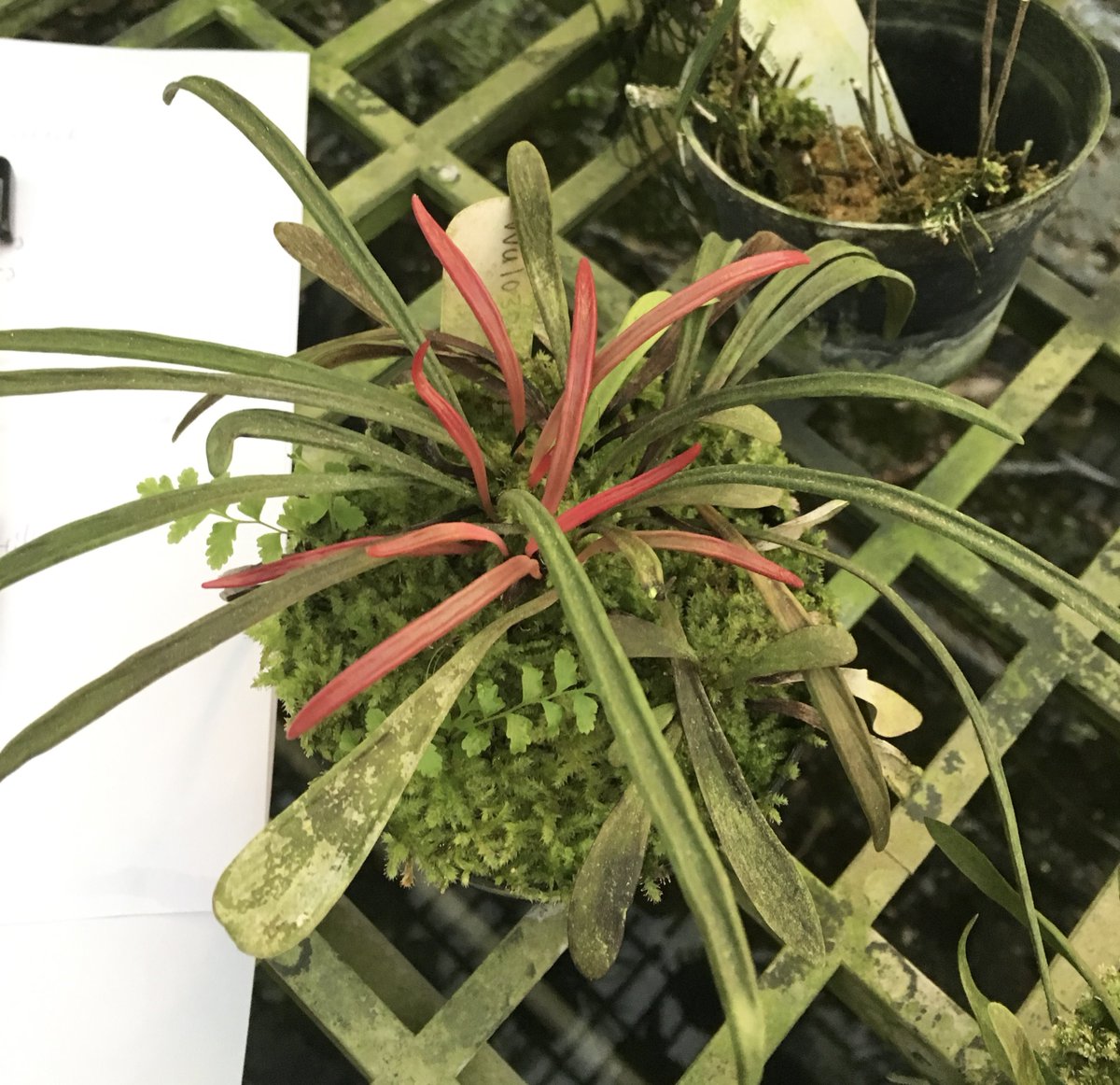 8年くらい前に台湾で見せてもらったこれもたぶんHaplopteris