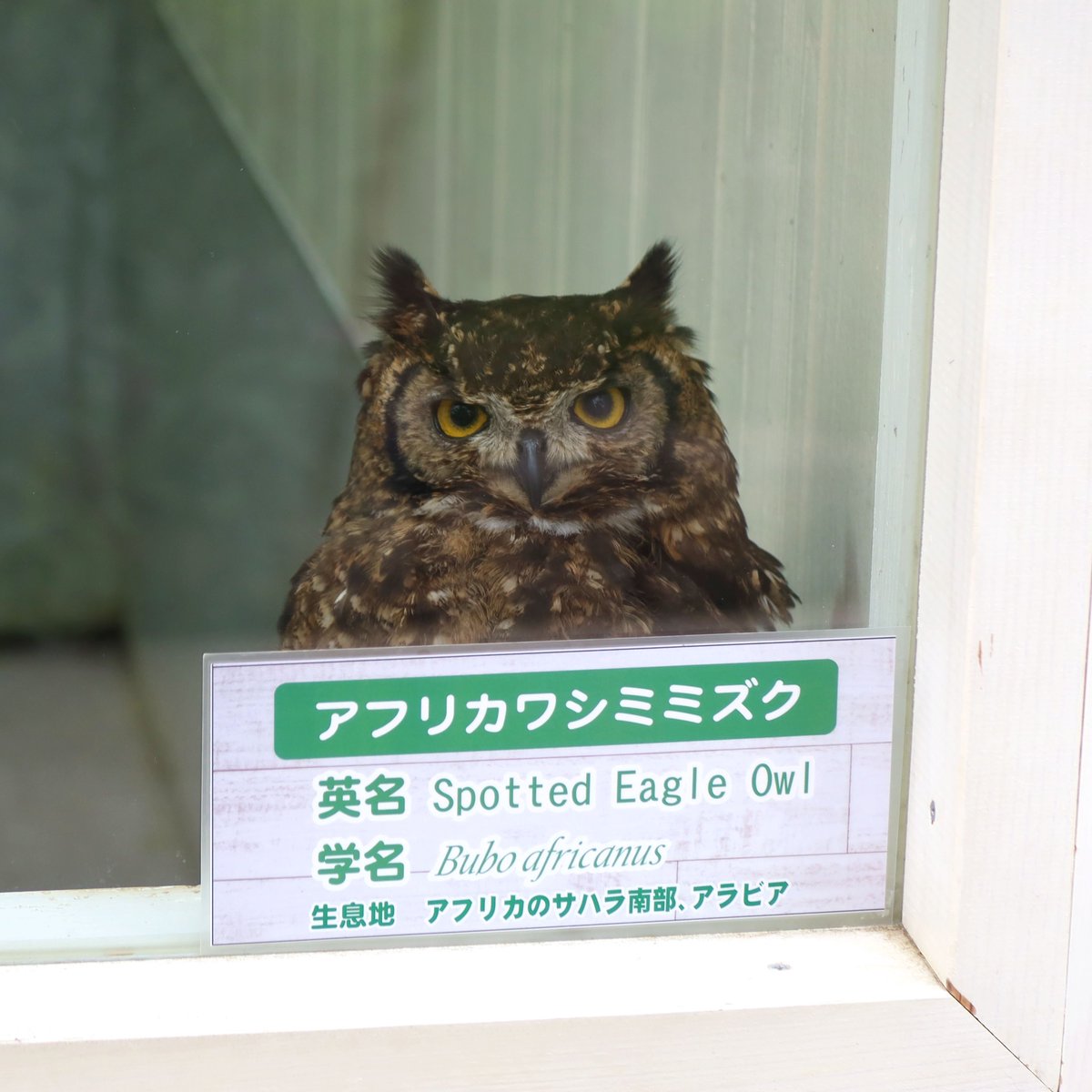 アフリカワシミミズク