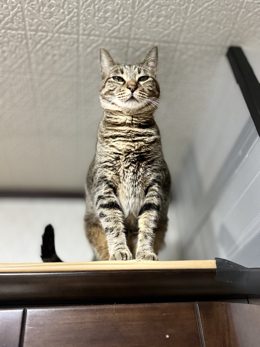 モデル立ち風の駒さん🤗 #x #ねこのいる暮らし #ねこ好きさんと繋がり