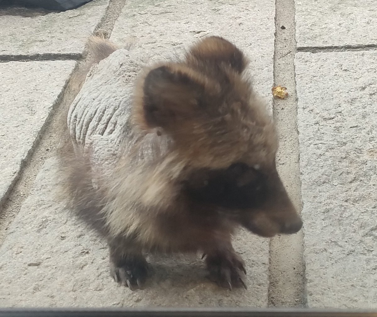 昼間っからたぬききた