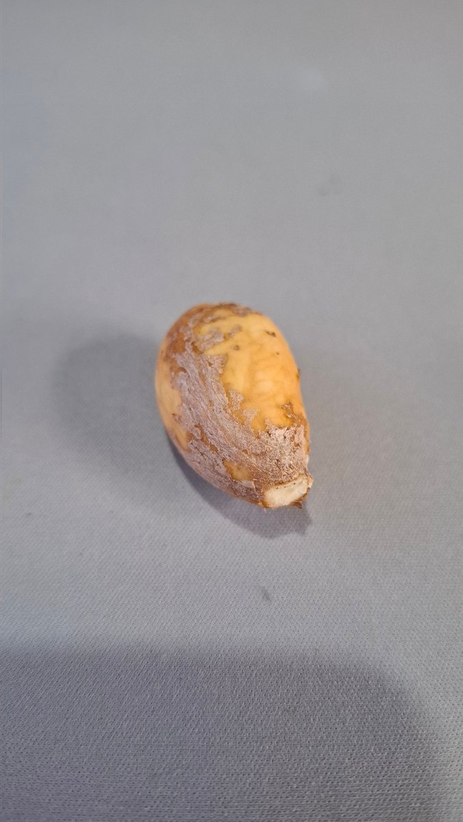 石垣島からやって来た果物の種をまいてみた カニステルは殻をむいて