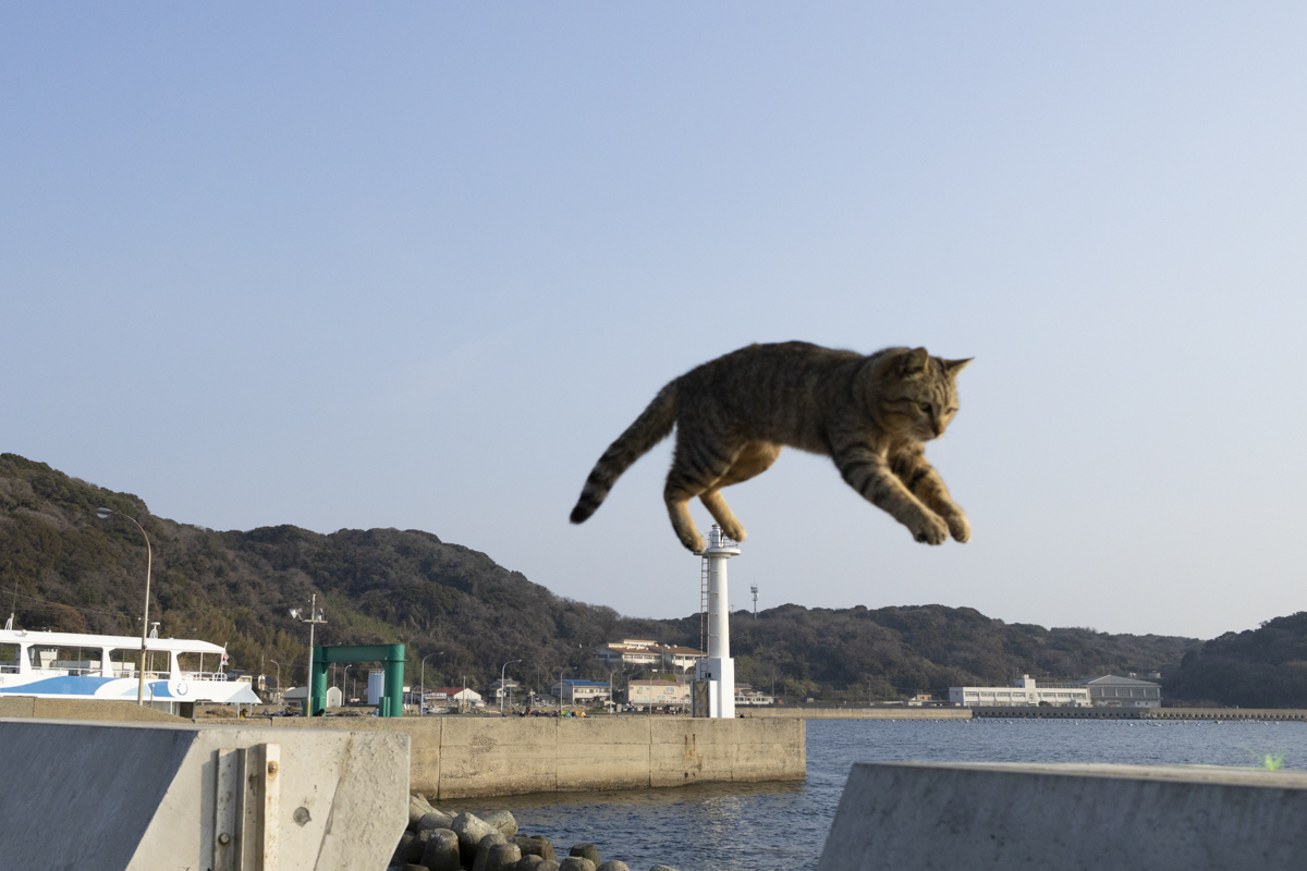 福岡県にある相島で撮影した飛び猫 昔は観光客がいなかったですが