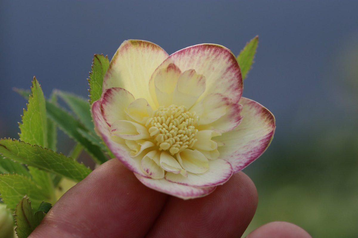 ohgi_nursery (@OhgiNursery) / Posts / X