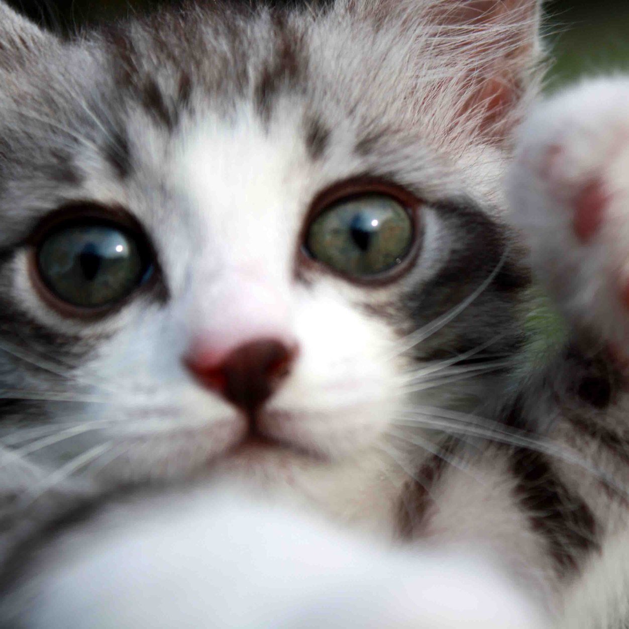 旅猫ニャン吉 (@tabineko_nyan) / Posts / X