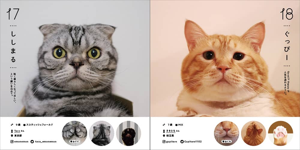 推しねこ”がきっと見つかる、オールスターねこ名鑑本『ねこさま名鑑100』