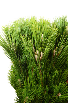 枝若松｜ハナスタが提供する切花の画像検索サイト