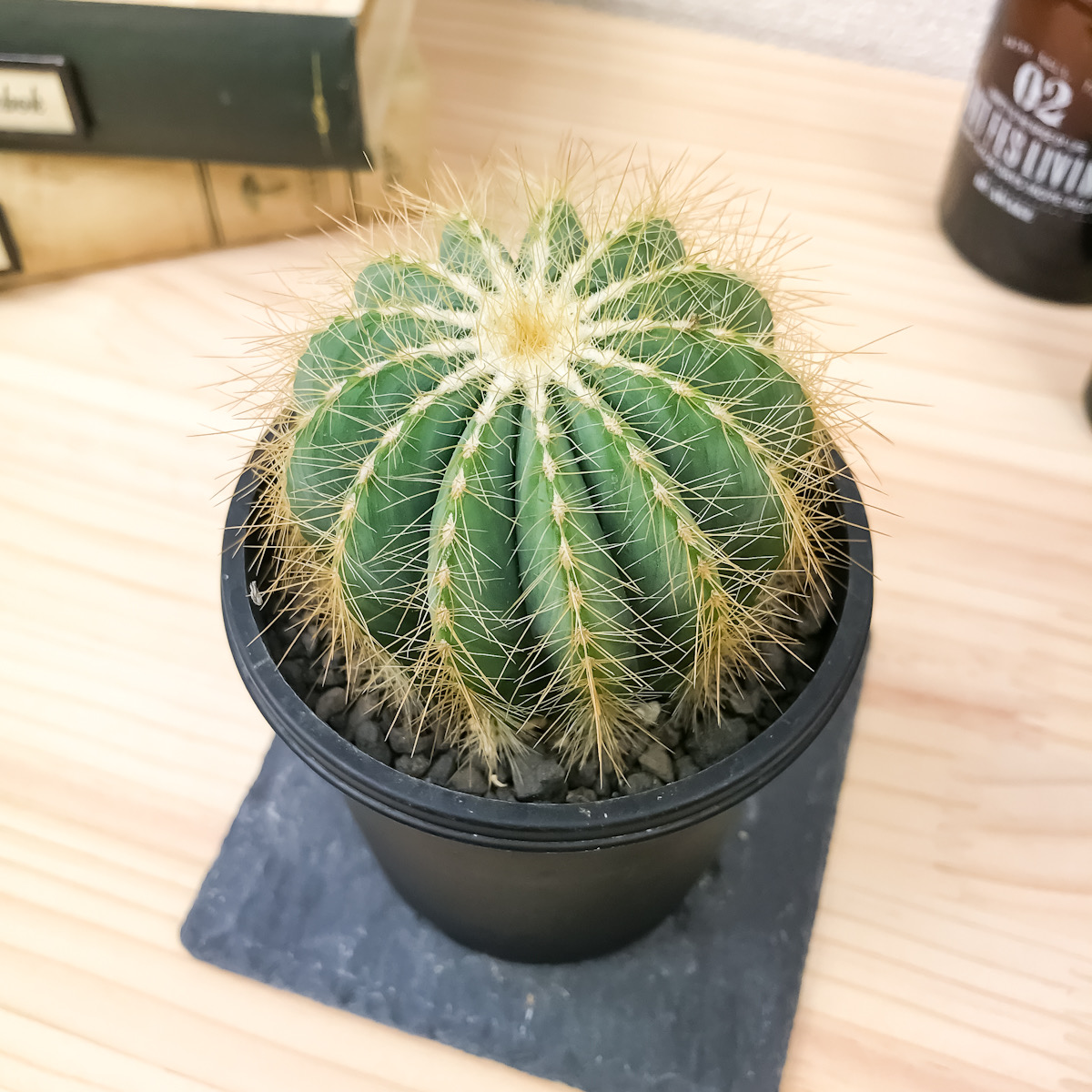 PLANCHU サボテン パロディア 英冠玉 えいかんぎょく Parodia